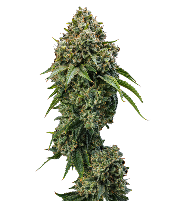 Cannabis clone for sale Minnesota –ZUYAQUI ( DOGWALKER X HORCHATA )