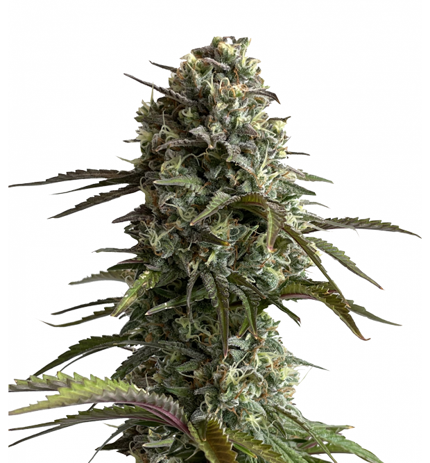 Cannabis clone for sale Minnesota –ZUYAQUI ( DOGWALKER X HORCHATA )