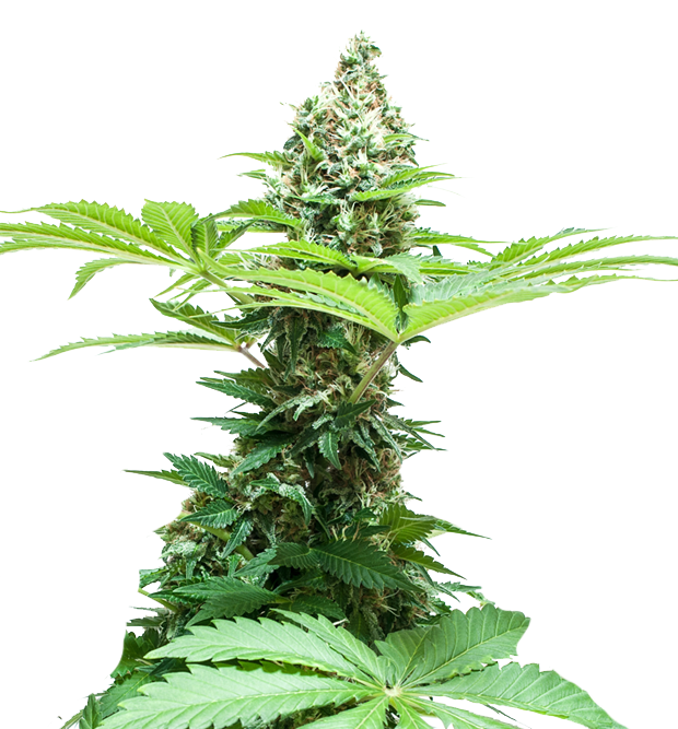 Cannabis clone for sale Minnesota –ZUYAQUI ( DOGWALKER X HORCHATA )