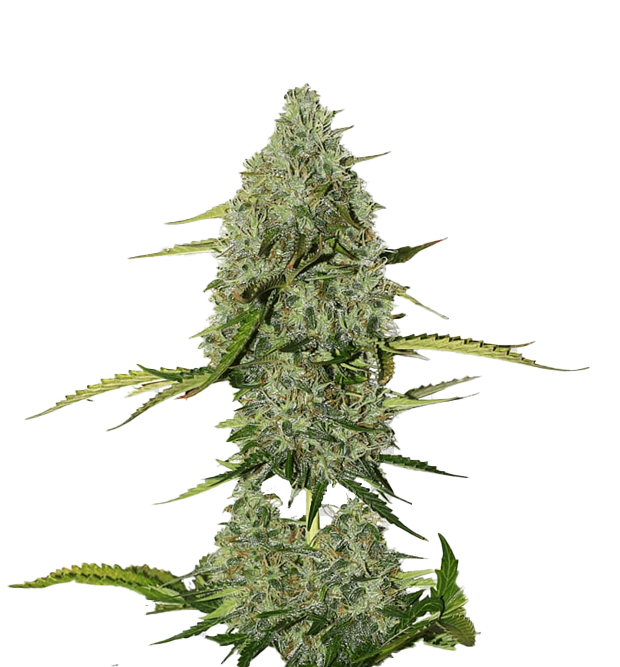Cannabis clone for sale Minnesota –ZUYAQUI ( DOGWALKER X HORCHATA )