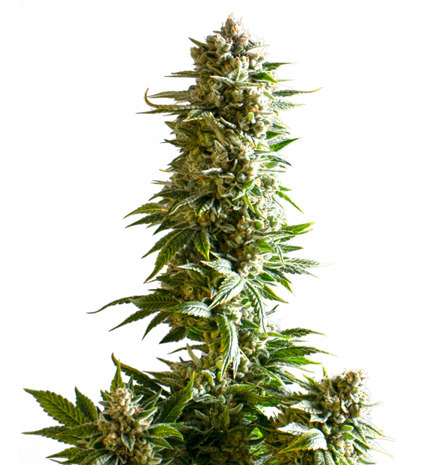 Cannabis clone for sale Minnesota –ZUYAQUI ( DOGWALKER X HORCHATA )