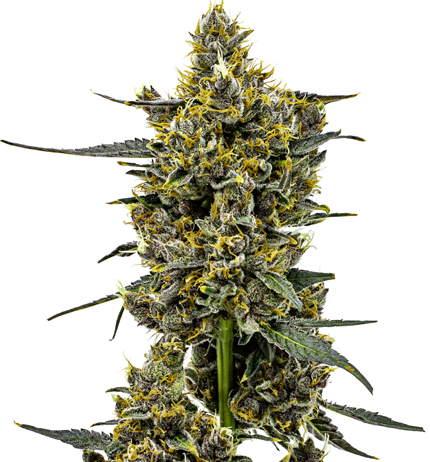 Cannabis clone for sale Minnesota –ZUYAQUI ( DOGWALKER X HORCHATA )