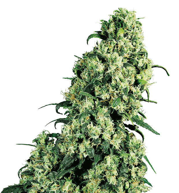Cannabis clone for sale Minnesota –ZUYAQUI ( DOGWALKER X HORCHATA )