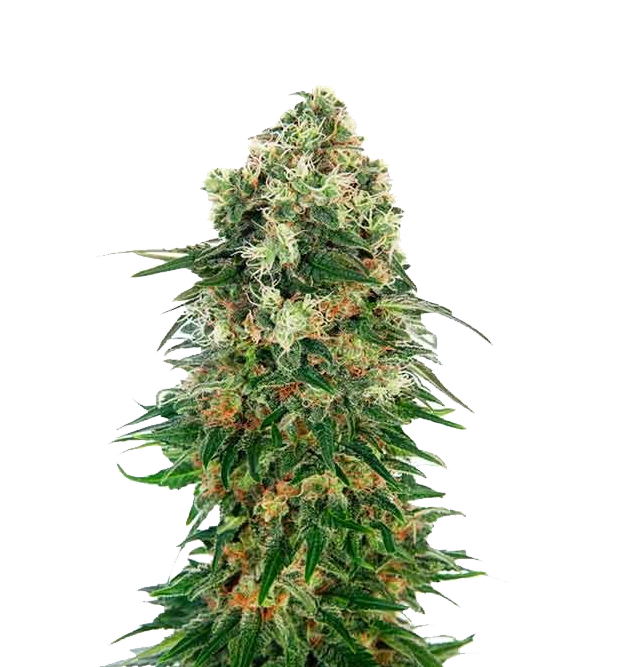 Cannabis clone for sale Minnesota –ZUYAQUI ( DOGWALKER X HORCHATA )