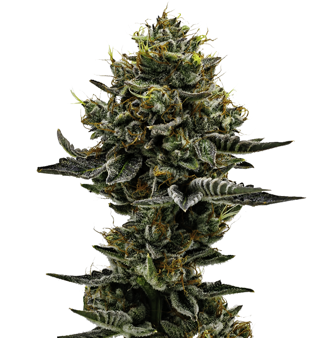 Cannabis clone for sale Minnesota –ZUYAQUI ( DOGWALKER X HORCHATA )