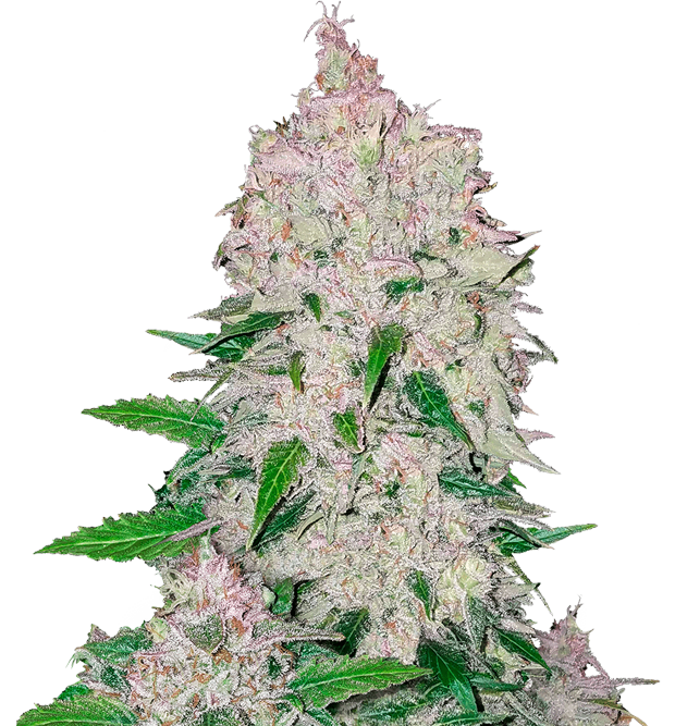 Cannabis clone for sale Minnesota –ZUYAQUI ( DOGWALKER X HORCHATA )