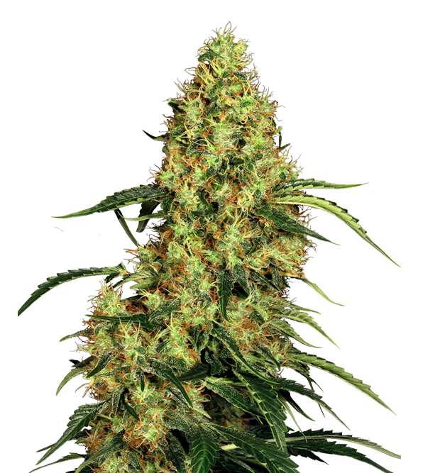 Cannabis clone for sale Minnesota –ZUYAQUI ( DOGWALKER X HORCHATA )