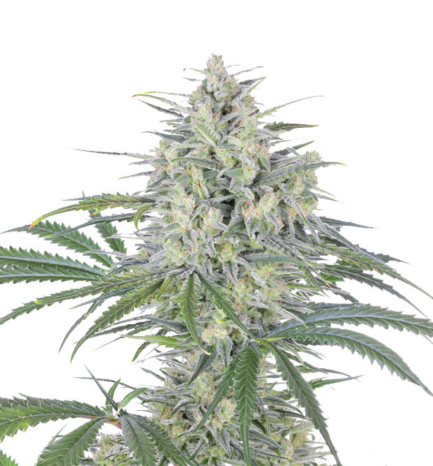 Cannabis clone for sale Minnesota –ZUYAQUI ( DOGWALKER X HORCHATA )