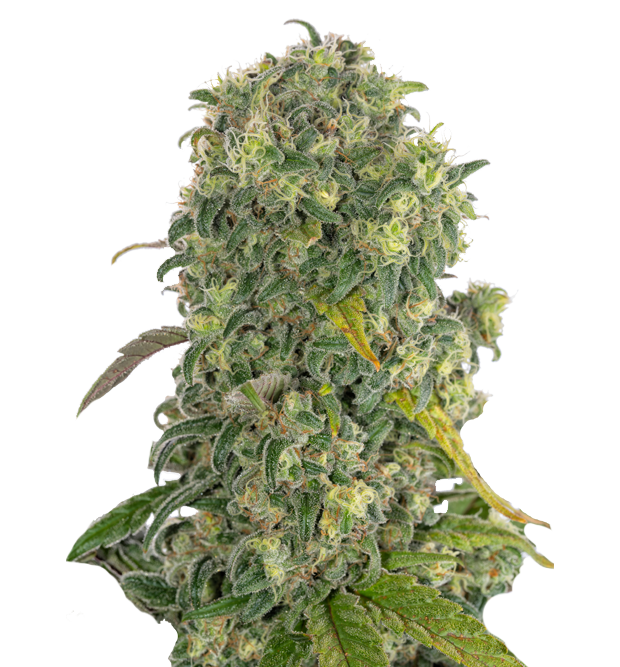 Cannabis clone for sale Minnesota –ZUYAQUI ( DOGWALKER X HORCHATA )