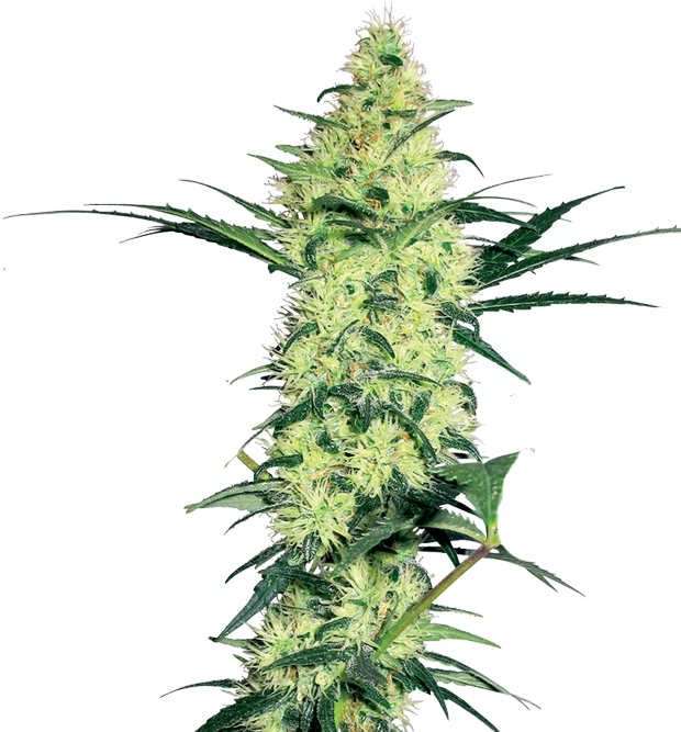 Cannabis clone for sale Minnesota –ZUYAQUI ( DOGWALKER X HORCHATA )