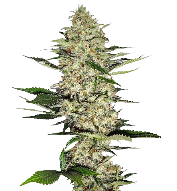 Cannabis clone for sale Minnesota –ZUYAQUI ( DOGWALKER X HORCHATA )