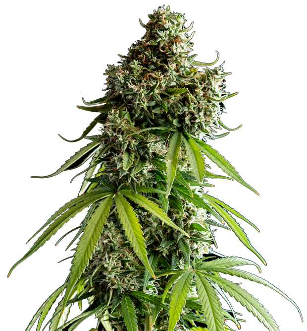 Cannabis clone for sale Minnesota –ZUYAQUI ( DOGWALKER X HORCHATA )