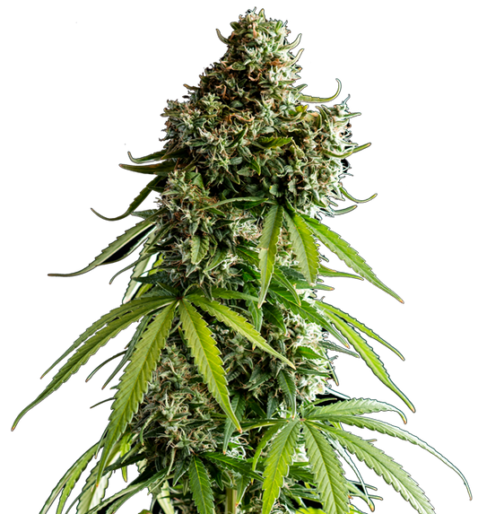 Cannabis clone for sale Minnesota –ZUYAQUI ( DOGWALKER X HORCHATA )