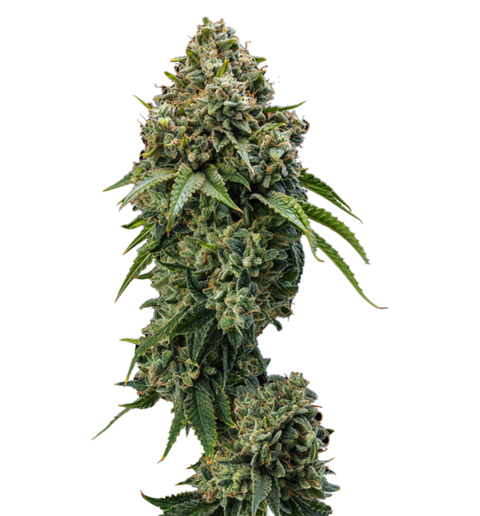 Cannabis clone for sale Minnesota –ZUYAQUI ( DOGWALKER X HORCHATA )