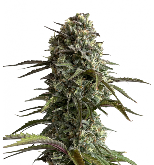 Cannabis clone for sale Minnesota –ZUYAQUI ( DOGWALKER X HORCHATA )