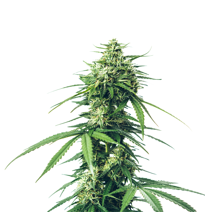 Cannabis clone for sale Minnesota –ZUYAQUI ( DOGWALKER X HORCHATA )