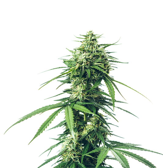 Cannabis clone for sale Minnesota –ZUYAQUI ( DOGWALKER X HORCHATA )