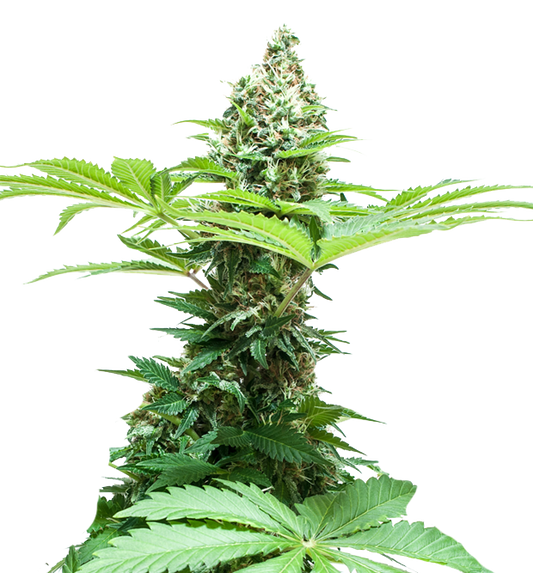 Cannabis clone for sale Minnesota –ZUYAQUI ( DOGWALKER X HORCHATA )