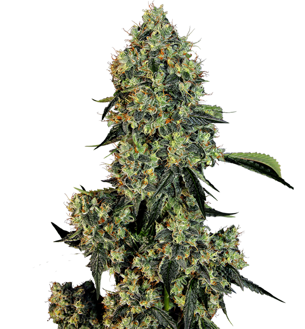 Cannabis clone for sale Minnesota –ZUYAQUI ( DOGWALKER X HORCHATA )
