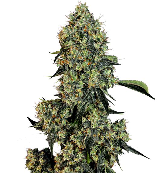 Cannabis clone for sale Minnesota –ZUYAQUI ( DOGWALKER X HORCHATA )