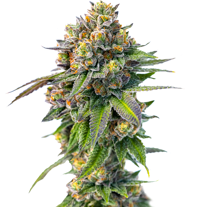 Cannabis clone for sale Minnesota –ZUYAQUI ( DOGWALKER X HORCHATA )