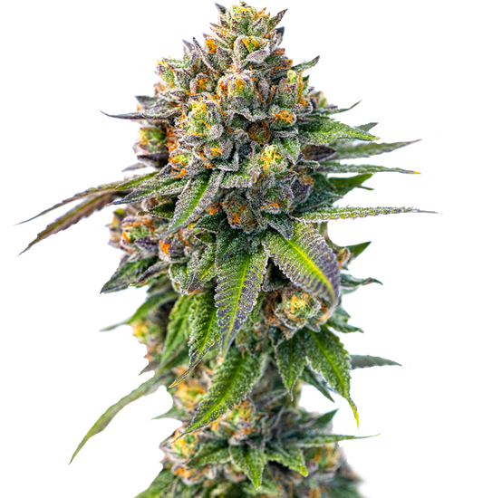 Cannabis clone for sale Minnesota –ZUYAQUI ( DOGWALKER X HORCHATA )