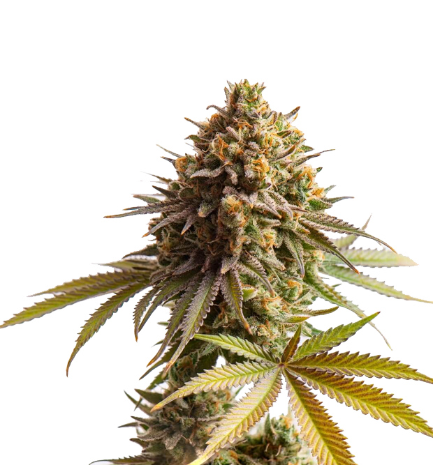 Cannabis clone for sale Minnesota –ZUYAQUI ( DOGWALKER X HORCHATA )
