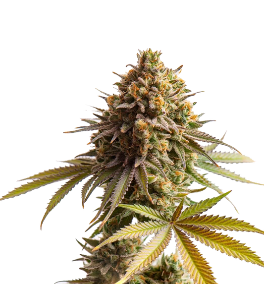 Cannabis clone for sale Minnesota –ZUYAQUI ( DOGWALKER X HORCHATA )