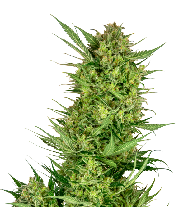 Cannabis clone for sale Minnesota –ZUYAQUI ( DOGWALKER X HORCHATA )
