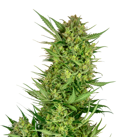 Cannabis clone for sale Minnesota –ZUYAQUI ( DOGWALKER X HORCHATA )
