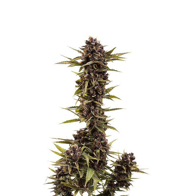 Cannabis clone for sale Minnesota –ZUYAQUI ( DOGWALKER X HORCHATA )