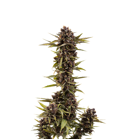 Cannabis clone for sale Minnesota –ZUYAQUI ( DOGWALKER X HORCHATA )