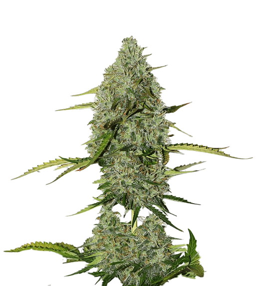 Cannabis clone for sale Minnesota –ZUYAQUI ( DOGWALKER X HORCHATA )