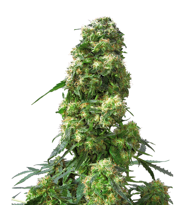 Cannabis clone for sale Minnesota –ZUYAQUI ( DOGWALKER X HORCHATA )