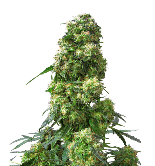 Cannabis clone for sale Minnesota –ZUYAQUI ( DOGWALKER X HORCHATA )