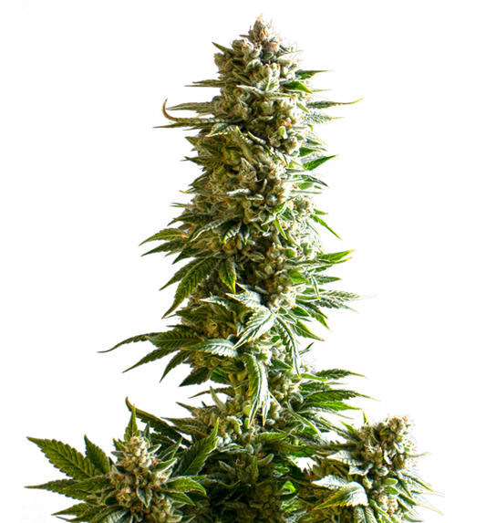 Cannabis clone for sale Minnesota –ZUYAQUI ( DOGWALKER X HORCHATA )