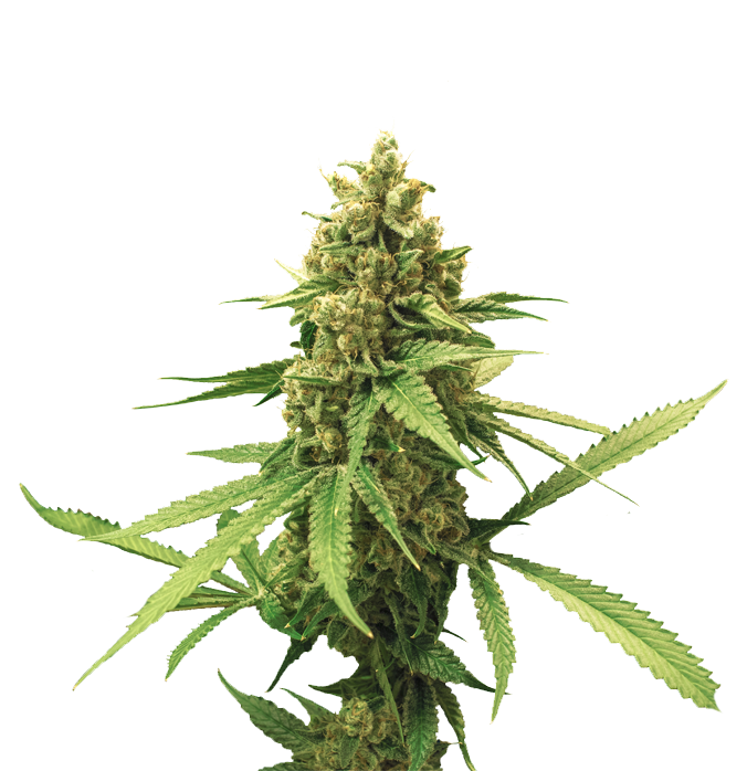 Cannabis clone for sale Minnesota –ZUYAQUI ( DOGWALKER X HORCHATA )