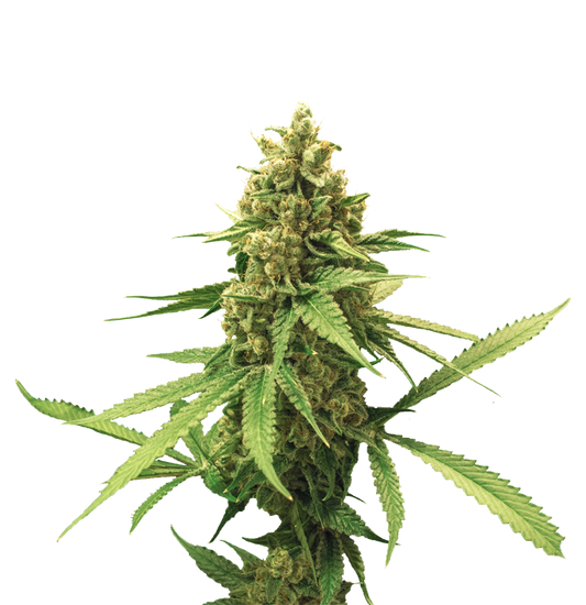 Cannabis clone for sale Minnesota –ZUYAQUI ( DOGWALKER X HORCHATA )