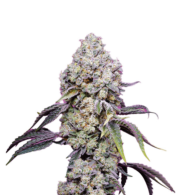 Cannabis clone for sale Minnesota –ZUYAQUI ( DOGWALKER X HORCHATA )