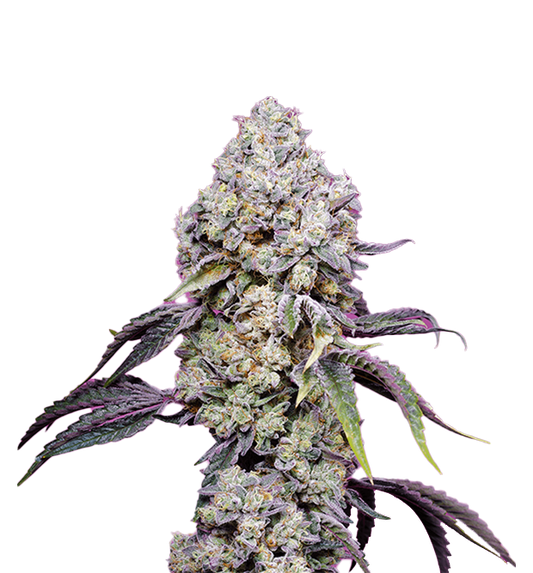Cannabis clone for sale Minnesota –ZUYAQUI ( DOGWALKER X HORCHATA )