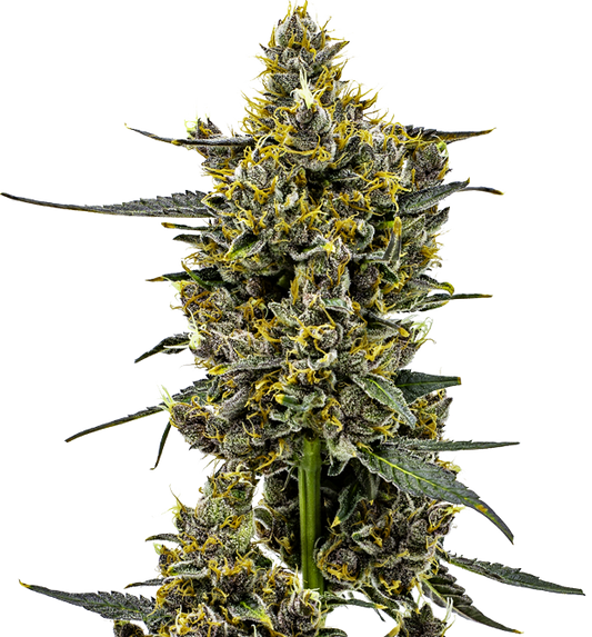 Cannabis clone for sale Minnesota –ZUYAQUI ( DOGWALKER X HORCHATA )