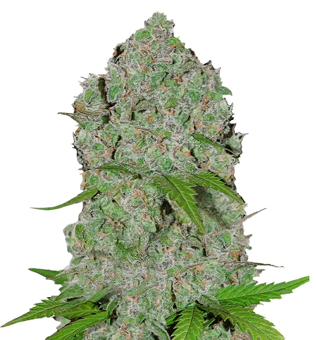 Cannabis clone for sale Minnesota –ZUYAQUI ( DOGWALKER X HORCHATA )