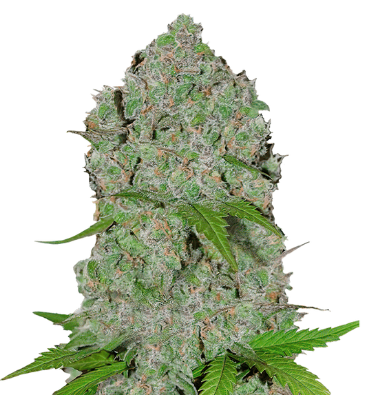 Cannabis clone for sale Minnesota –ZUYAQUI ( DOGWALKER X HORCHATA )
