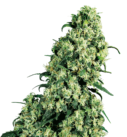 Cannabis clone for sale Minnesota –ZUYAQUI ( DOGWALKER X HORCHATA )