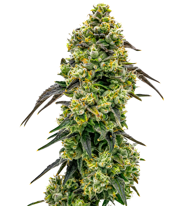 Cannabis clone for sale Minnesota –ZUYAQUI ( DOGWALKER X HORCHATA )
