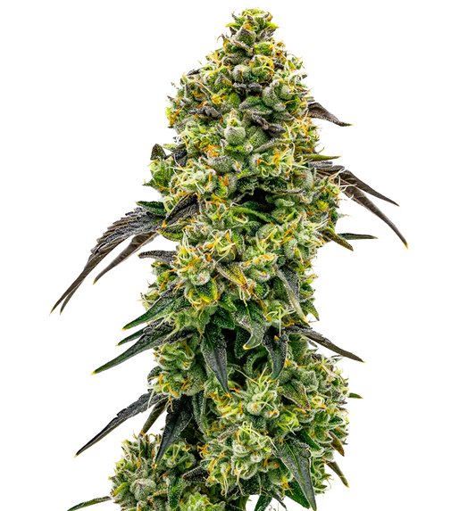 Cannabis clone for sale Minnesota –ZUYAQUI ( DOGWALKER X HORCHATA )