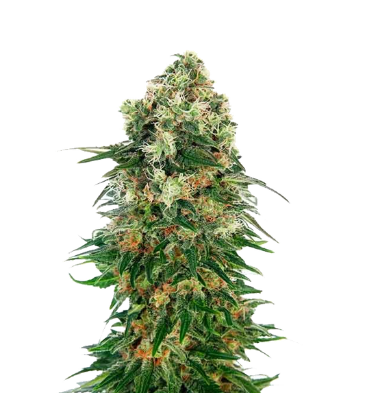 Cannabis clone for sale Minnesota –ZUYAQUI ( DOGWALKER X HORCHATA )