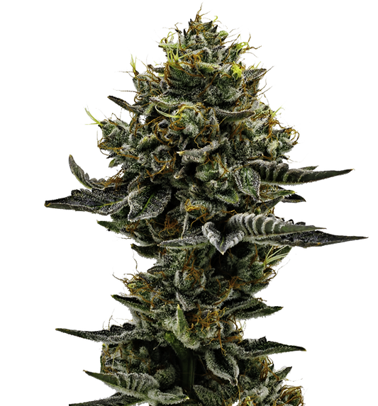 Cannabis clone for sale Minnesota –ZUYAQUI ( DOGWALKER X HORCHATA )