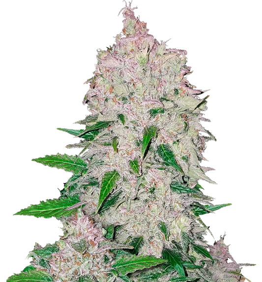 Cannabis clone for sale Minnesota –ZUYAQUI ( DOGWALKER X HORCHATA )