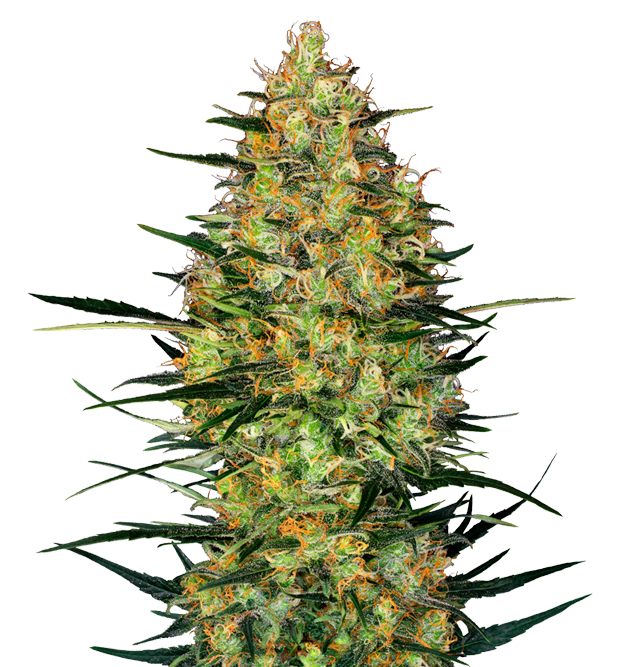 Cannabis clone for sale Minnesota –ZUYAQUI ( DOGWALKER X HORCHATA )